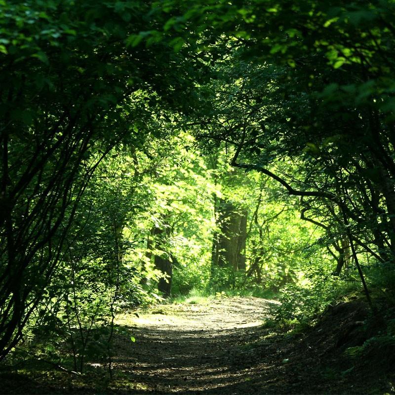 外來(lái)入侵物種普查